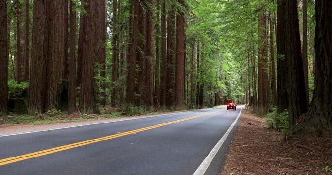 California red wood forest road traffic drive. California Redwood National and State Parks along coastal shoreline and mountain range. Tallest trees on earth. Tourist destinations with roads.