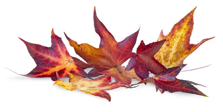 Feuilles mortes d'&eacute;rable en automne	