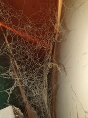 Spinnennetze in Zwischenraum - obrazy, fototapety, plakaty
