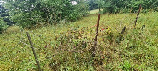 Garten - Gartenparzelle im Hohen Fläming