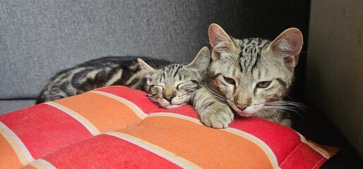 2 Kitten schlafen auf dem Balkon