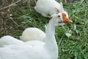 white goose and white rabbit on the grass.