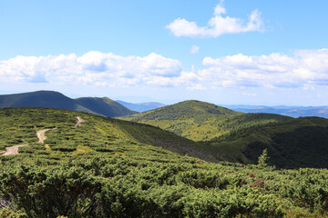 Hiking trail among alpine pine on a mountain ridge in summer