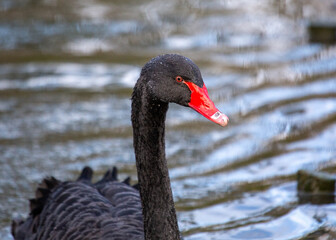 Black Swan (Cygnus atratus)