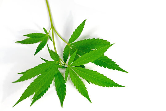 Hanf, Cannabis, Blätter vor weißem Hintergrund