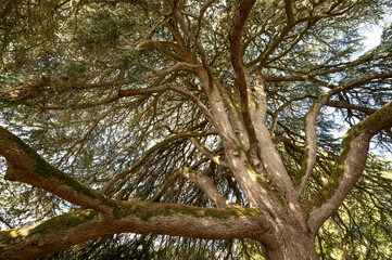 Magnificent Old Lebanon Cedar, Celles sur Belle, Deux Sevres, France, High quality photo