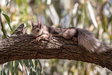 Ardilla descansando en lo alto de una rama