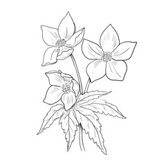 Linear Illustration of a Flower on a White Background.