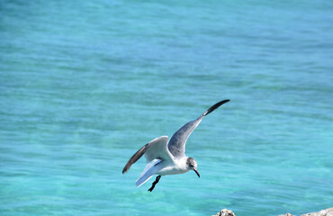 Fototapeta na wymiar Laughing Gull in Flight Over the Ocean