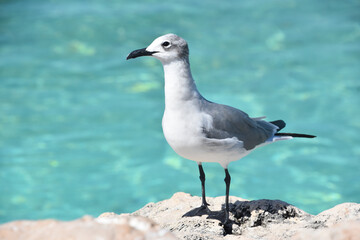 Curious Laughing Gull Along the Coast in the Carribean