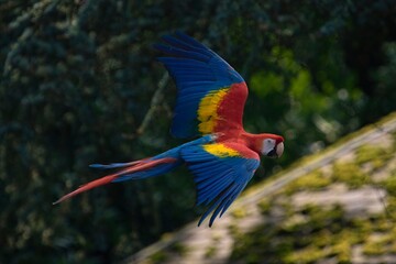 Naklejka premium Red parrot fly in dark green vegetation. Scarlet Macaw, Ara macao, in tropical forest, Costa Rica
