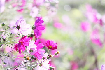 秋の美しいコスモス畑