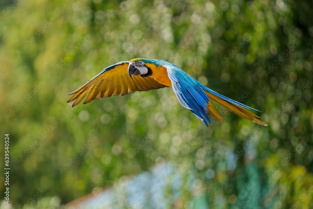 Poster blue and yellow macaw parrot , ara ararauna , also known as the blue and gold macaw. close-up of a t