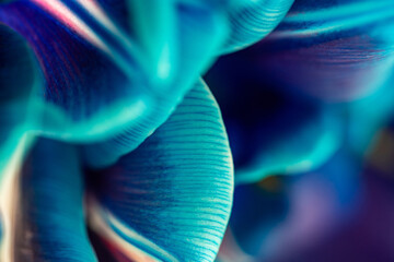 Close-up of blue tulip petals, selective focus. Tulip macro image