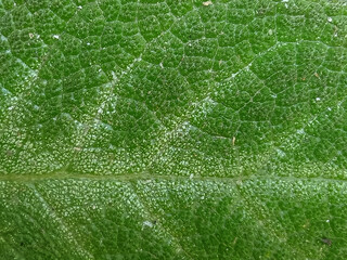 photos of leaf motifs or leaf textures