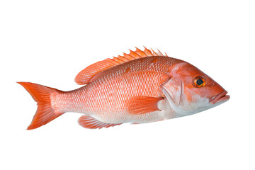 Obraz premium red snapper on white background