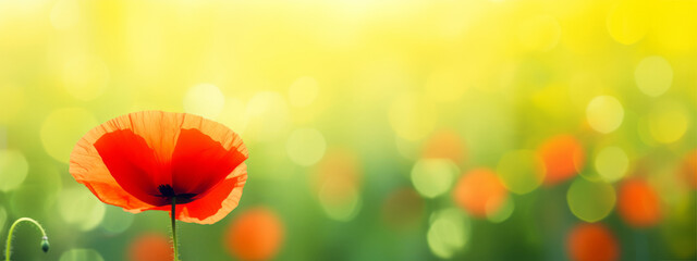 Fototapeta na wymiar Red poppy in a field with green blurred bokeh background