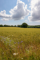view over golden crop field during summer. Cereal crop growing on rural farmland 