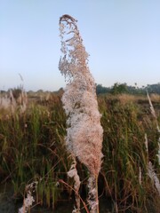 A close-up of Phragmites australis, or common reed, highlights its pale brown, feathery seed head with an elongated shape. Surrounded by other reeds and grasses, it thrives in wetlands and marshes.