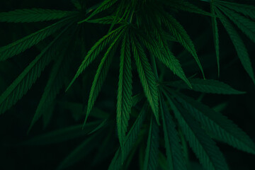 cannabis leaves on a dark background. green cannabis leaves. cannabis growth
