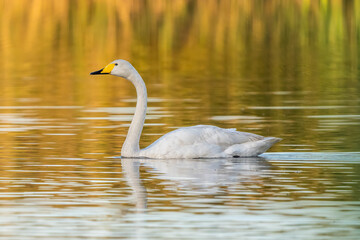 Whooper swan swimming