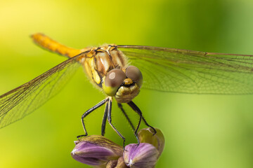 Close up of dragonfly