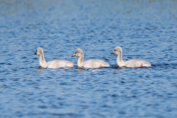 Three whooper swan chicks swimming