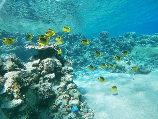 coral reef and fish