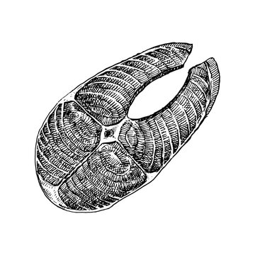 Hand-drawn illustration of Salmon Fillet, vectorie