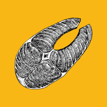 Hand-drawn illustration of Salmon Fillet, vectorie