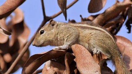 squirrel