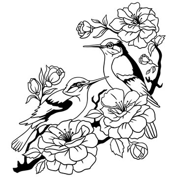 Humming birds.Birds perched on flowering branches . Set of two walking birds. Hand drawn. Vector - stock.