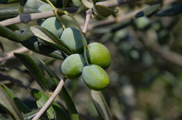 olives on tree