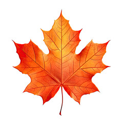 Obraz premium beauty of lonely falling leaves and the warmth of the changing colors in autumn season with this captivating