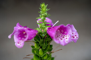 purple orchid flower