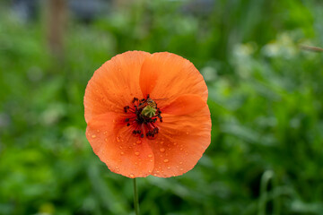 red poppy flower
