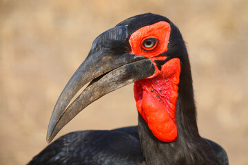 Kaffernhornrabe / Southern ground hornbill / Bucorvus leadbeateri