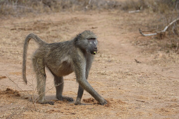 Bärenpavian / Chacma baboon / Papio ursinus..