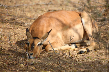 Schwarzfersenantilope / Impala / Aepyceros melampus