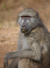 Bärenpavian / Chacma baboon / Papio ursinus..