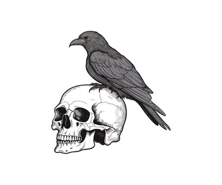 recommend clip art: Raven sitting on a human skull hand drawn sketch. Vector illustration design.