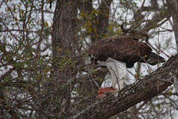 Kampfadler / Martial Eagle / Polemaetus bellicosus