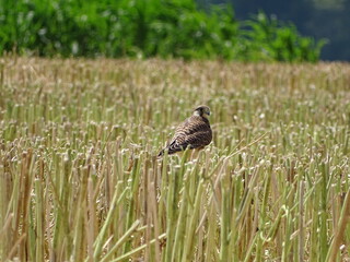 red tailed hawk