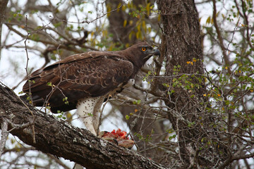 Kampfadler / Martial Eagle / Polemaetus bellicosus