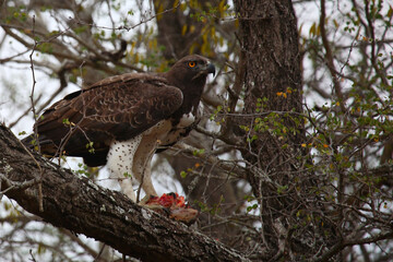 Kampfadler / Martial Eagle / Polemaetus bellicosus