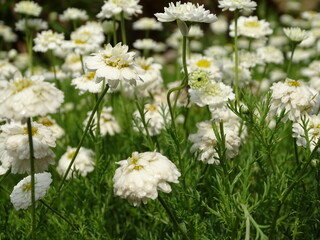 field of chamomile 