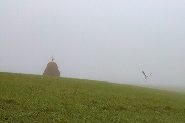 Obraz premium storks on the field in the morning fog
