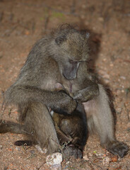 Bärenpavian / Chacma baboon / Papio ursinus