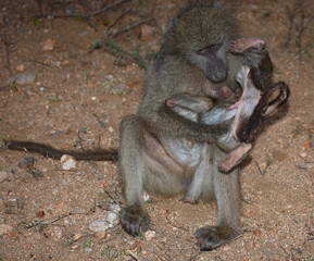 Bärenpavian / Chacma baboon / Papio ursinus