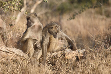 Bärenpavian / Chacma baboon / Papio ursinus...